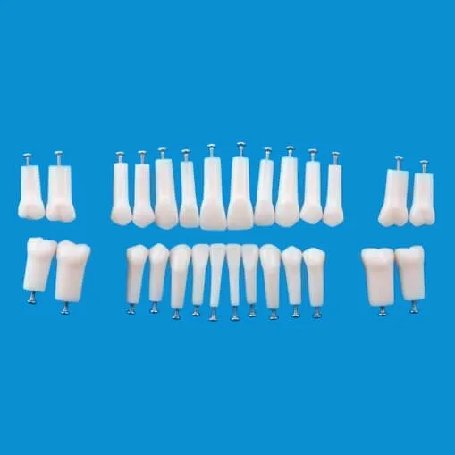 A5AN-200, Permanent Single Root Tooth Model #13