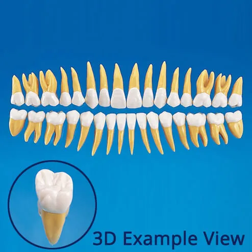 B10-330، نموذج سن تشريحي بحجم 2.5X #15