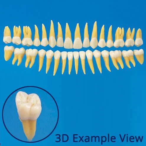 B2-305, Anatomical Tooth Model (32 Teeth Set)